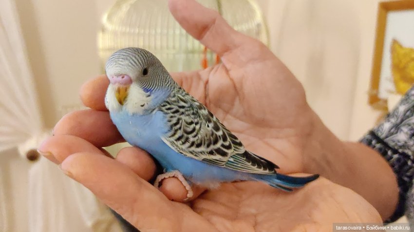 Фотосессия с птичкой — Редкие антикварные куклы и реплики: воск