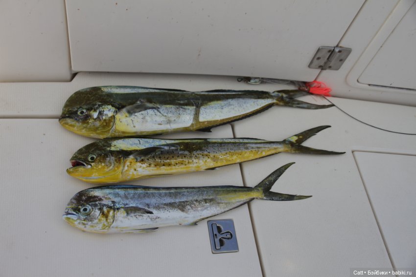 Если очень захотеть можно в космос полететь