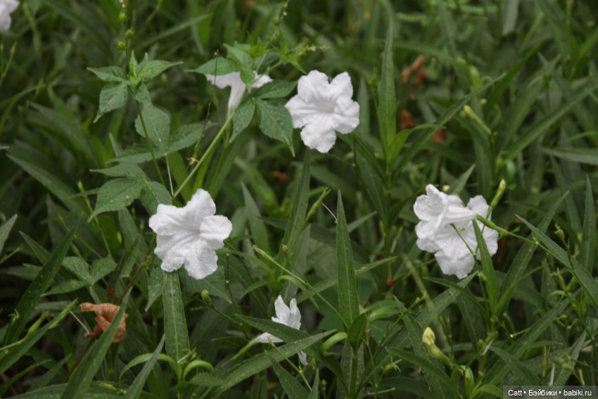 Если очень захотеть можно в космос полететь