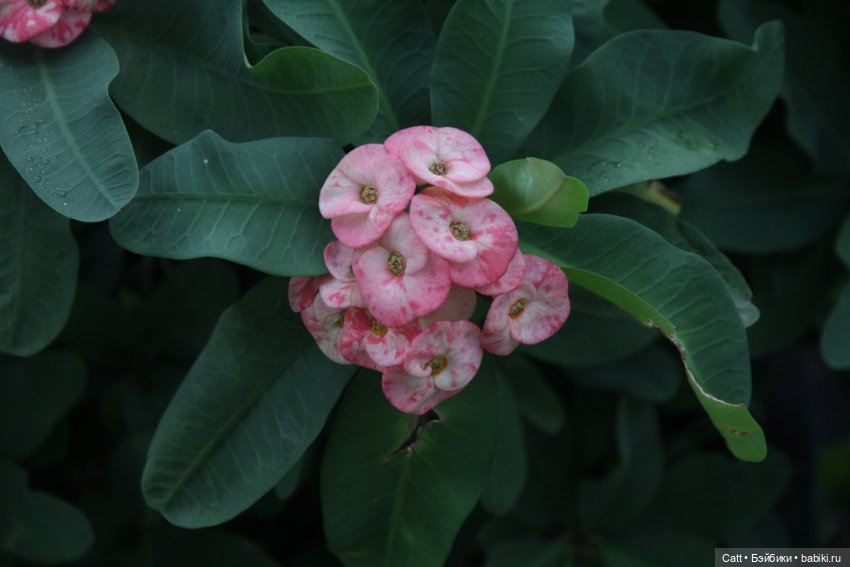 Если очень захотеть можно в космос полететь