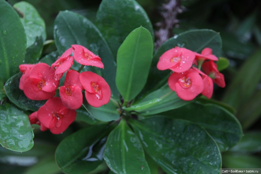 Если очень захотеть можно в космос полететь