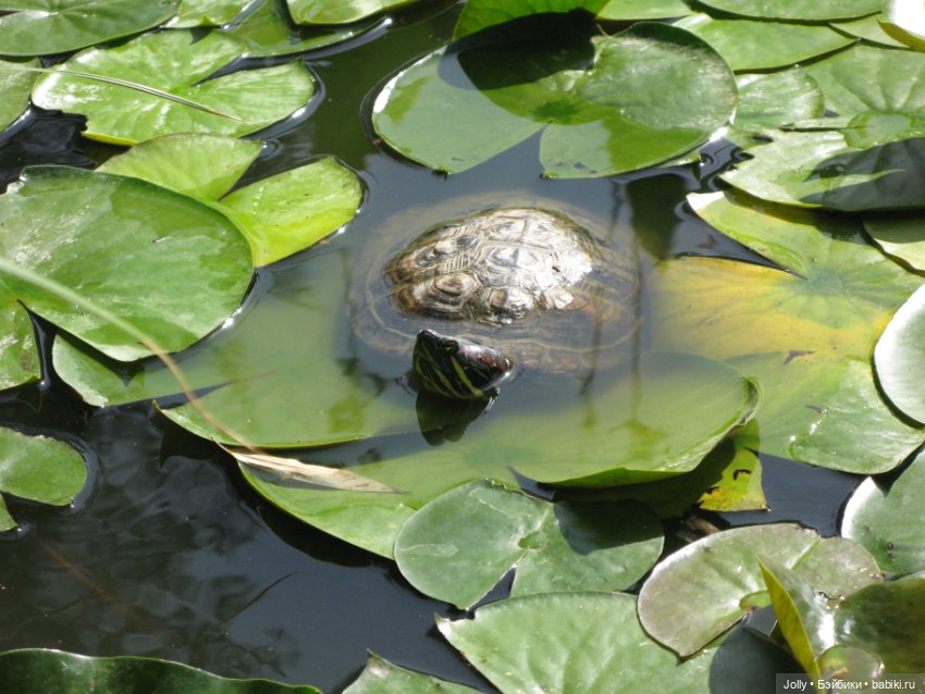 Лори, Рокс и... Руан — Авторские куклы ручной работы: текстильные