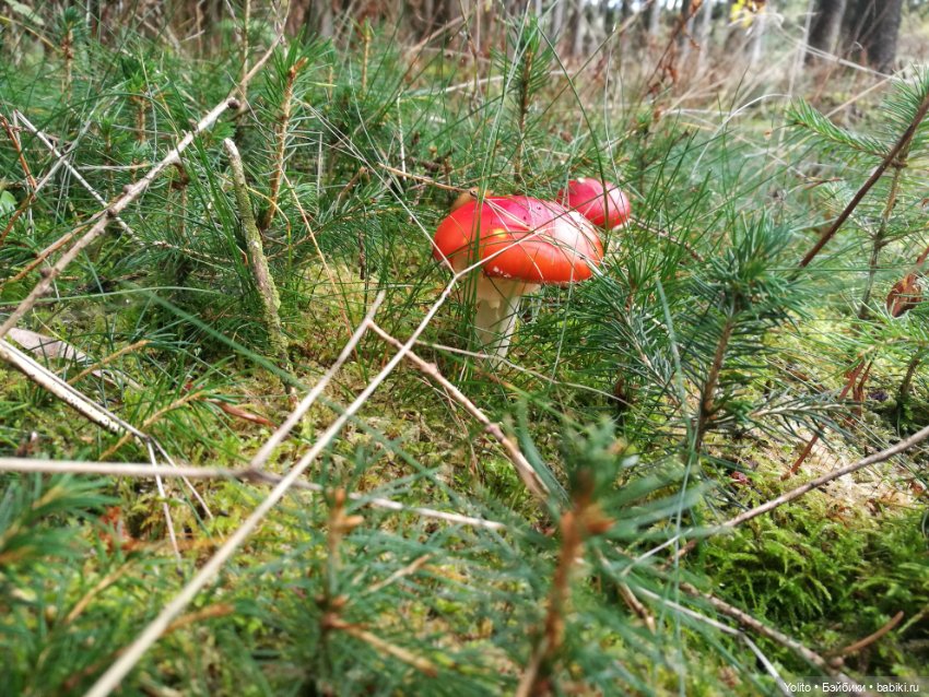 Schildkröt Ида на прогулке (фото 7)