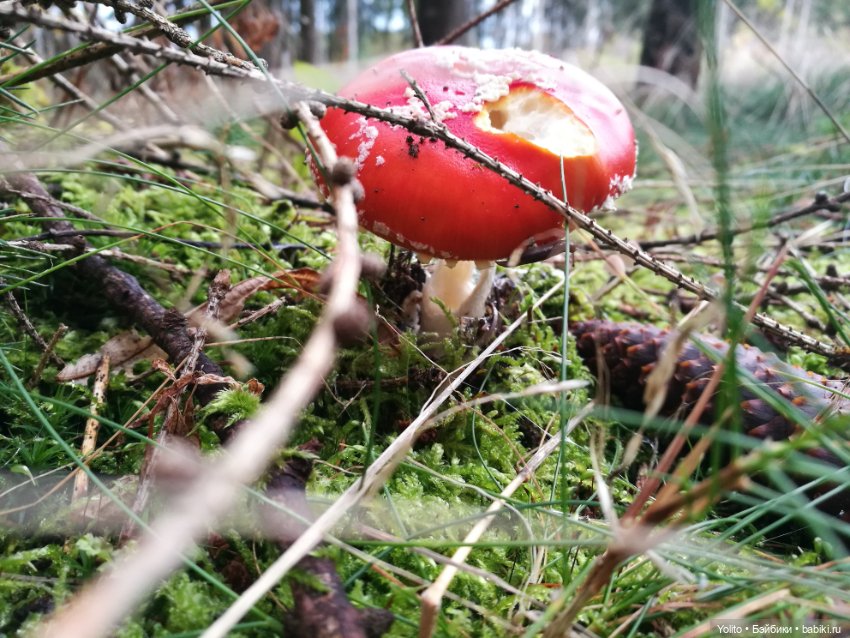 Schildkröt Ида на прогулке (фото 8)