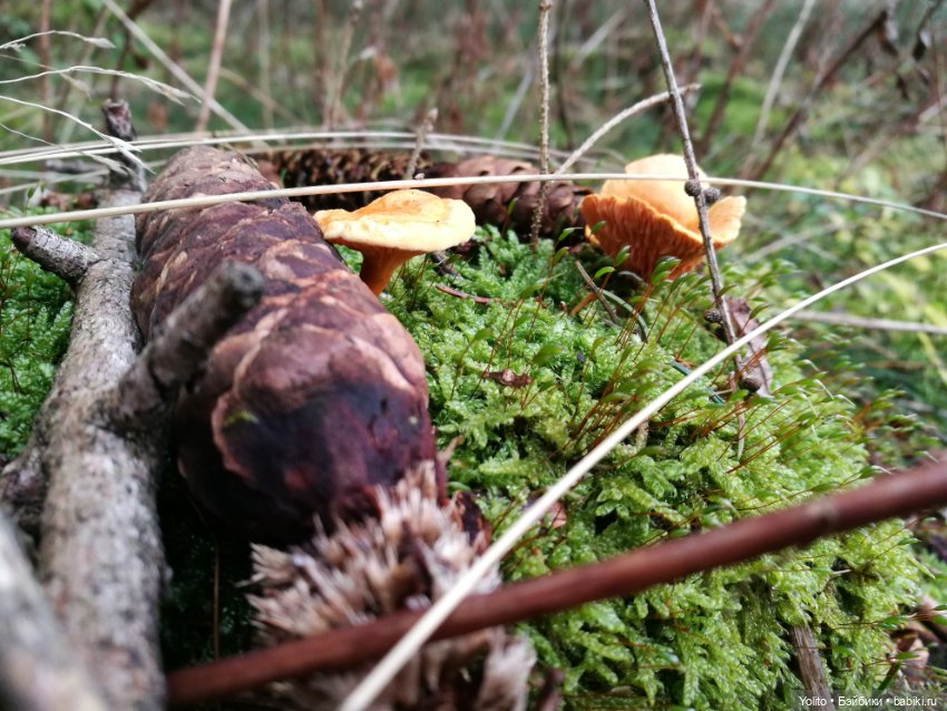 Schildkröt Ида на прогулке (фото 9)