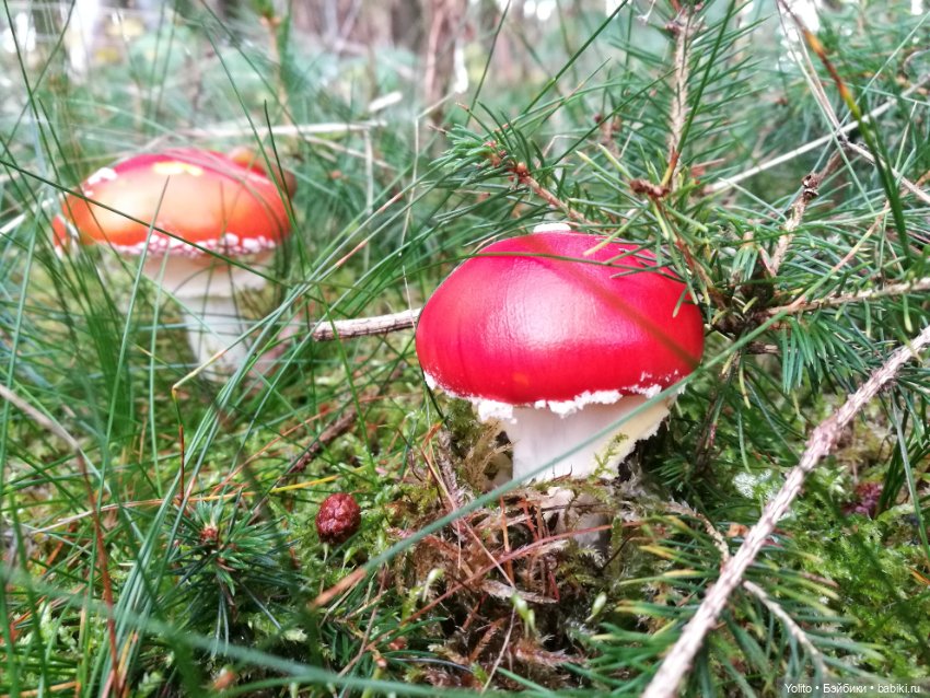 Schildkröt Ида на прогулке (фото 10)