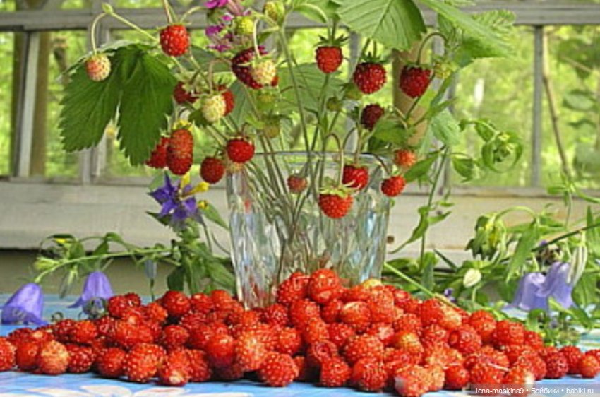 А у меня сегодня юбилей, День рождение