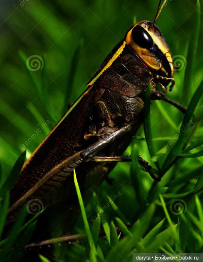 Золотой кузнечик — Болталка и разговоры обо всем: жизнь