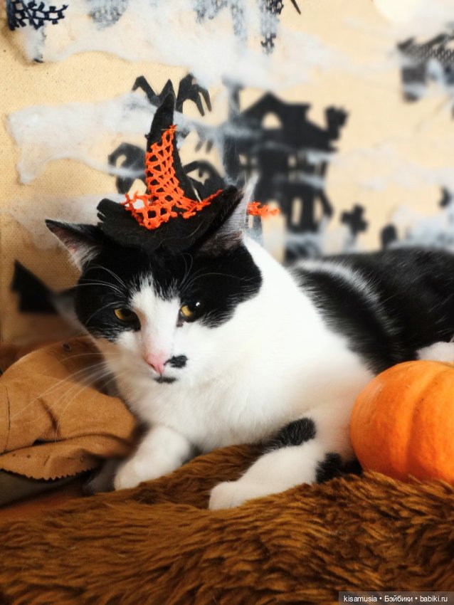 Наш котовый Хеллоуин — В мире животных: смешные фото питомцев и зверей