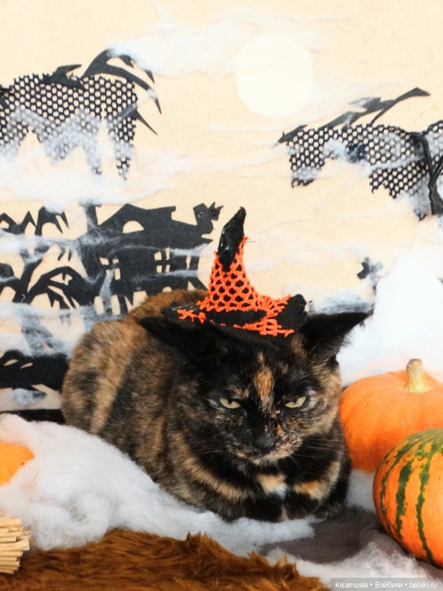 Наш котовый Хеллоуин — В мире животных: смешные фото питомцев и зверей