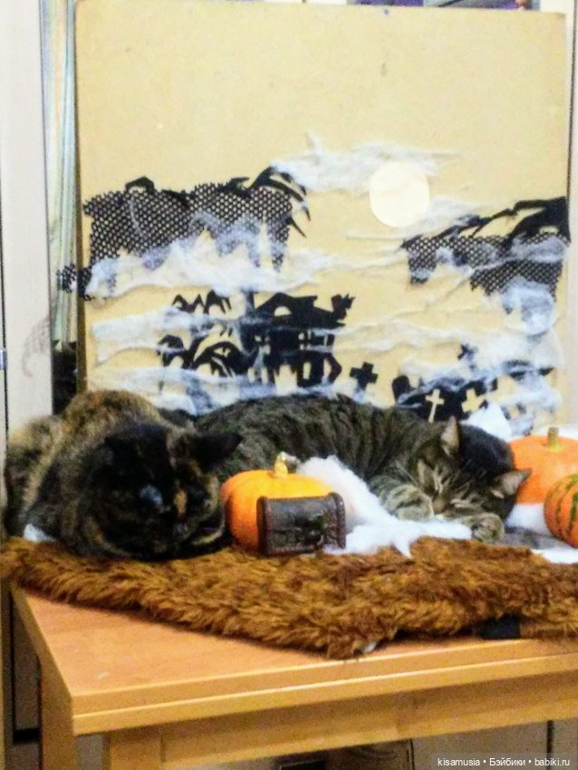 Наш котовый Хеллоуин — В мире животных: смешные фото питомцев и зверей