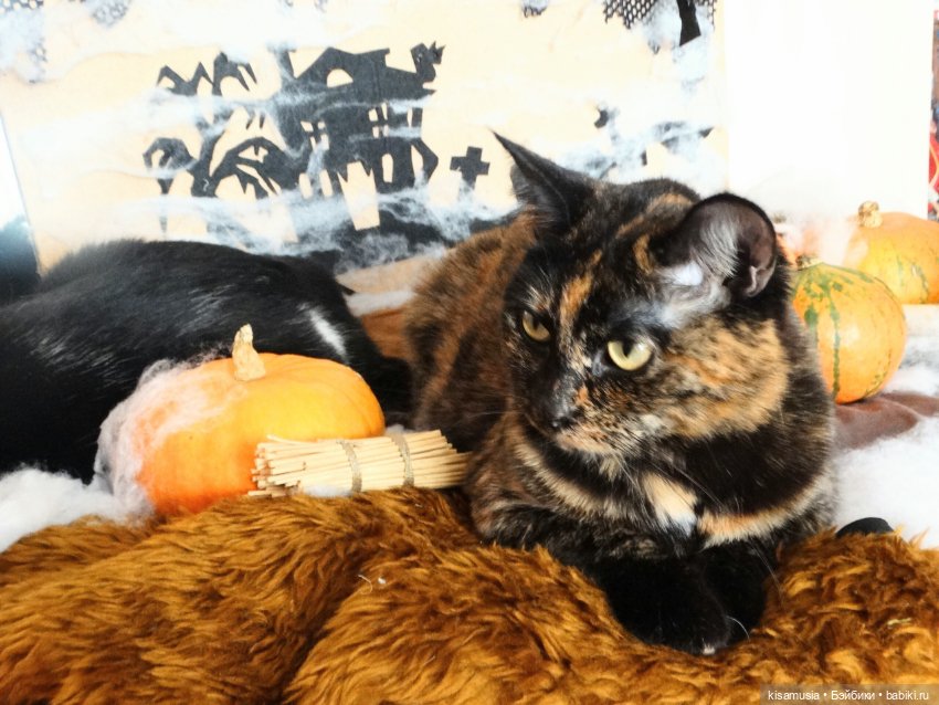 Наш котовый Хеллоуин — В мире животных: смешные фото питомцев и зверей