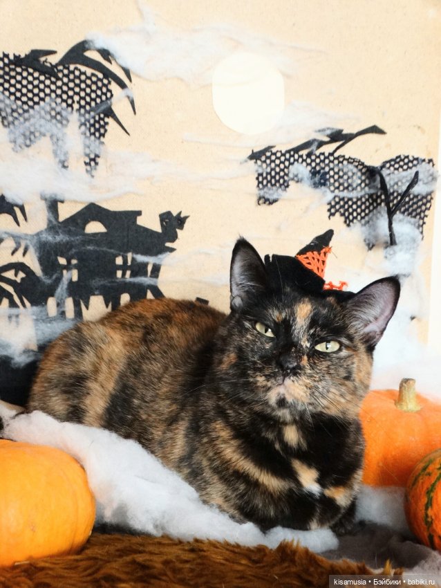 Наш котовый Хеллоуин — В мире животных: смешные фото питомцев и зверей