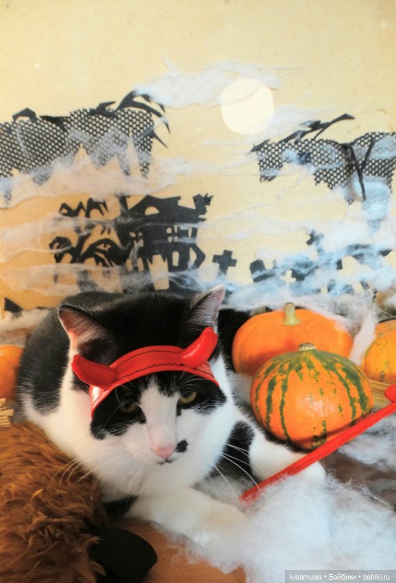 Наш котовый Хеллоуин — В мире животных: смешные фото питомцев и зверей (фото 4)