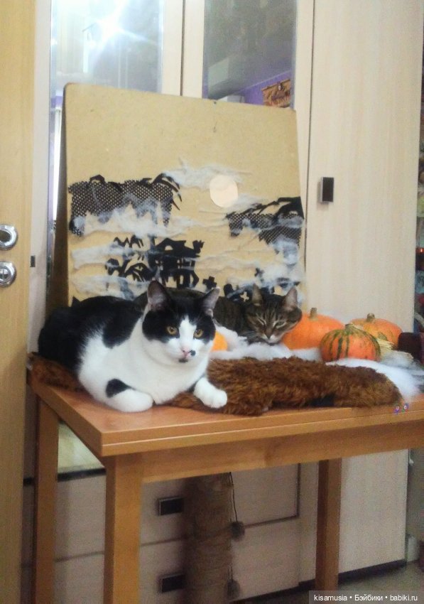 Наш котовый Хеллоуин — В мире животных: смешные фото питомцев и зверей
