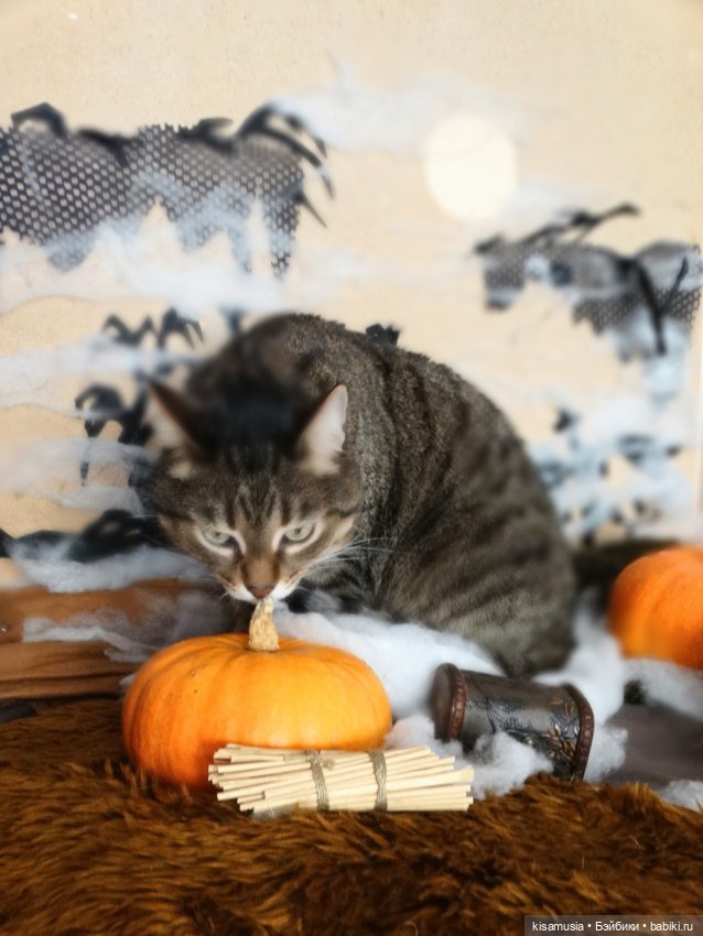 Наш котовый Хеллоуин — В мире животных: смешные фото питомцев и зверей