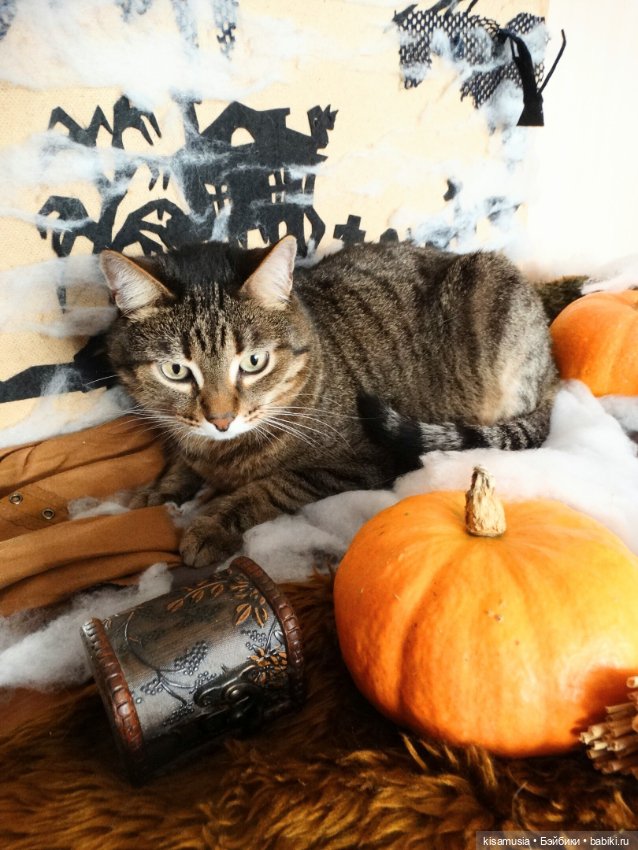 Наш котовый Хеллоуин — В мире животных: смешные фото питомцев и зверей