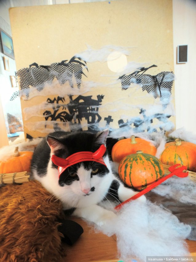 Наш котовый Хеллоуин — В мире животных: смешные фото питомцев и зверей (фото 3)