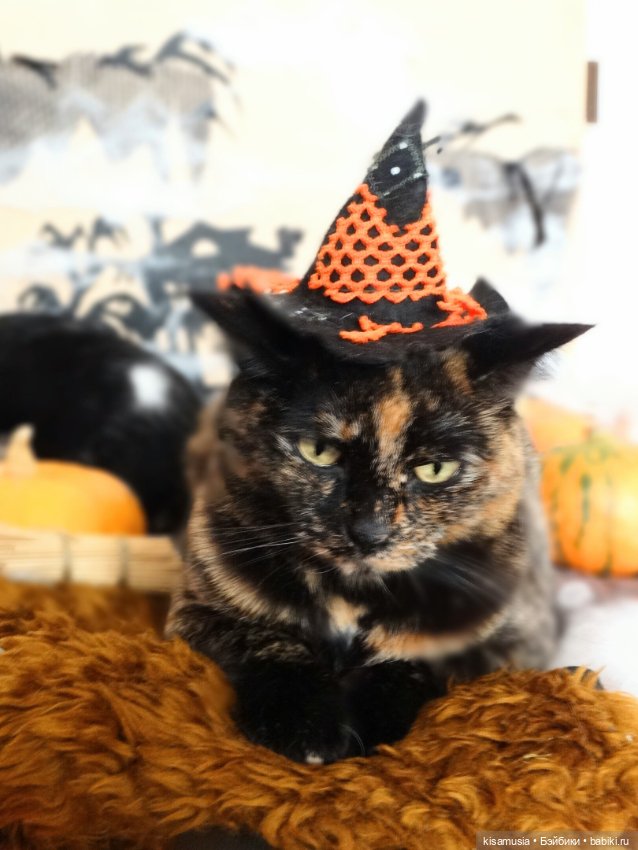 Наш котовый Хеллоуин — В мире животных: смешные фото питомцев и зверей