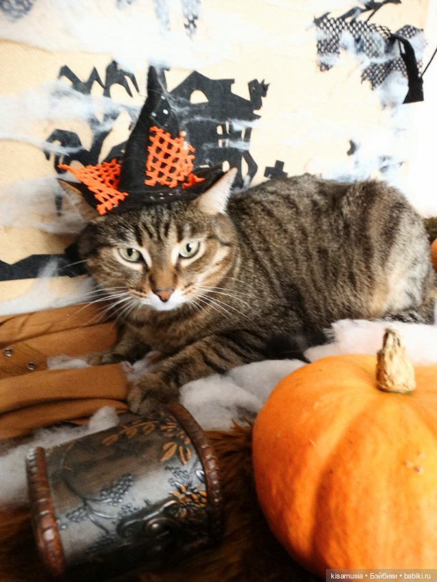 Наш котовый Хеллоуин — В мире животных: смешные фото питомцев и зверей
