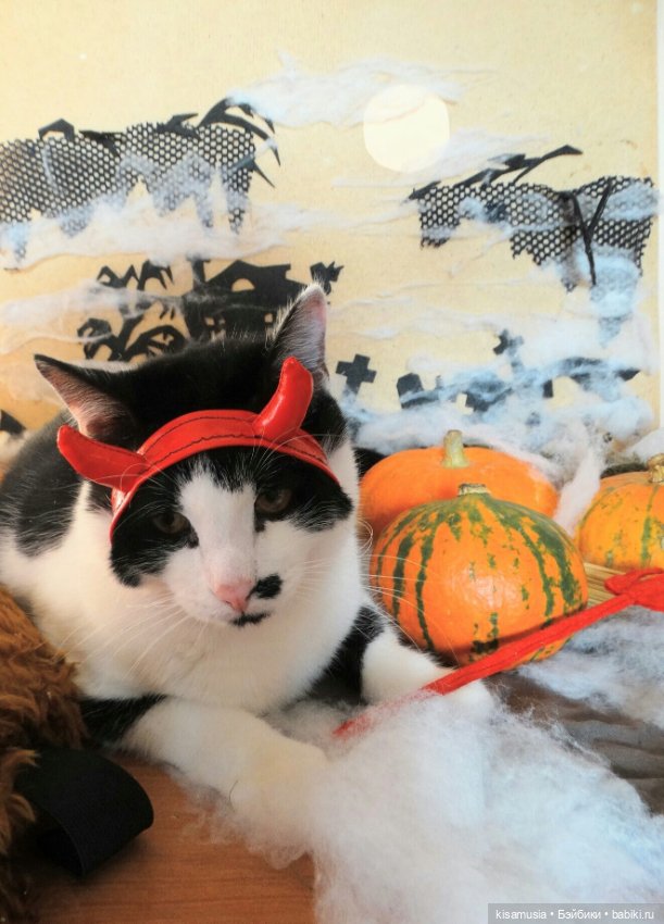 Наш котовый Хеллоуин — В мире животных: смешные фото питомцев и зверей (фото 2)