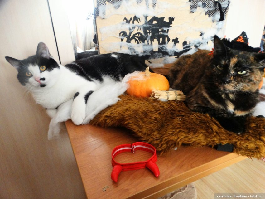 Наш котовый Хеллоуин — В мире животных: смешные фото питомцев и зверей (фото 10)