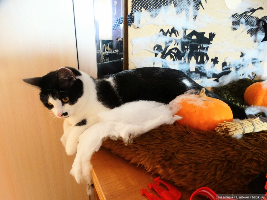 Наш котовый Хеллоуин — В мире животных: смешные фото питомцев и зверей