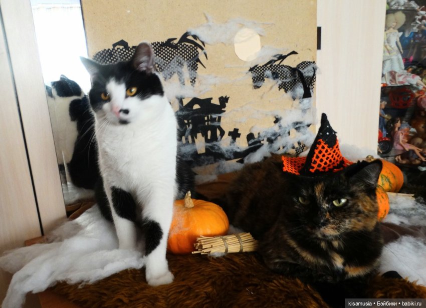 Наш котовый Хеллоуин — В мире животных: смешные фото питомцев и зверей (фото 9)
