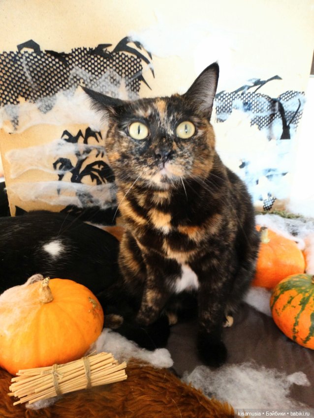 Наш котовый Хеллоуин — В мире животных: смешные фото питомцев и зверей (фото 5)