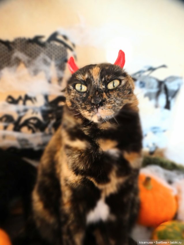 Наш котовый Хеллоуин — В мире животных: смешные фото питомцев и зверей (фото 7)