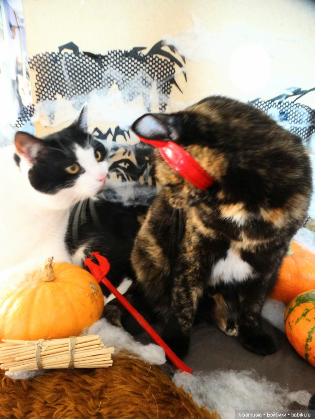 Наш котовый Хеллоуин — В мире животных: смешные фото питомцев и зверей (фото 8)