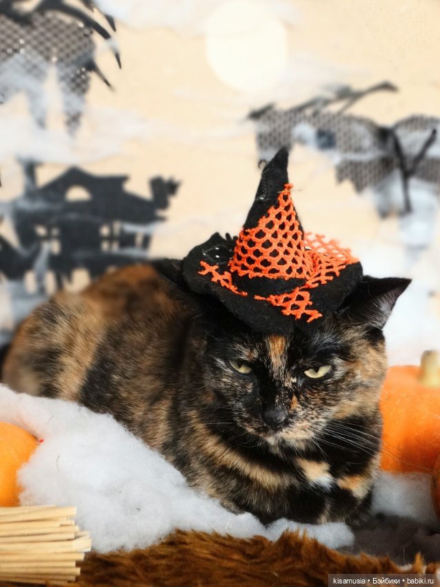 Наш котовый Хеллоуин — В мире животных: смешные фото питомцев и зверей