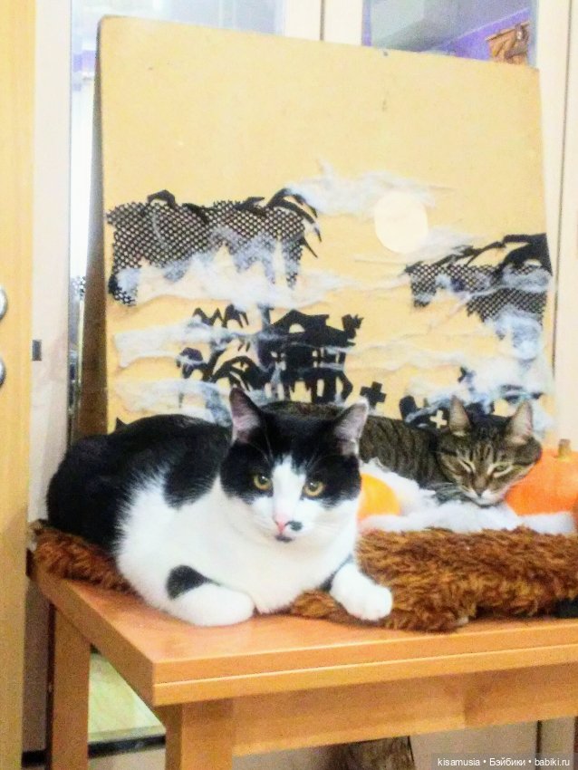 Наш котовый Хеллоуин — В мире животных: смешные фото питомцев и зверей
