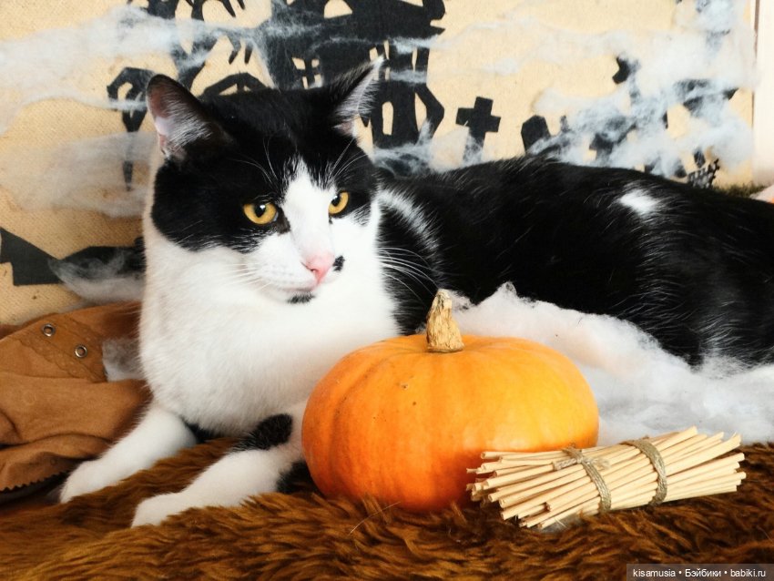Наш котовый Хеллоуин — В мире животных: смешные фото питомцев и зверей