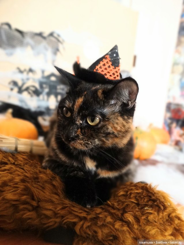 Наш котовый Хеллоуин — В мире животных: смешные фото питомцев и зверей