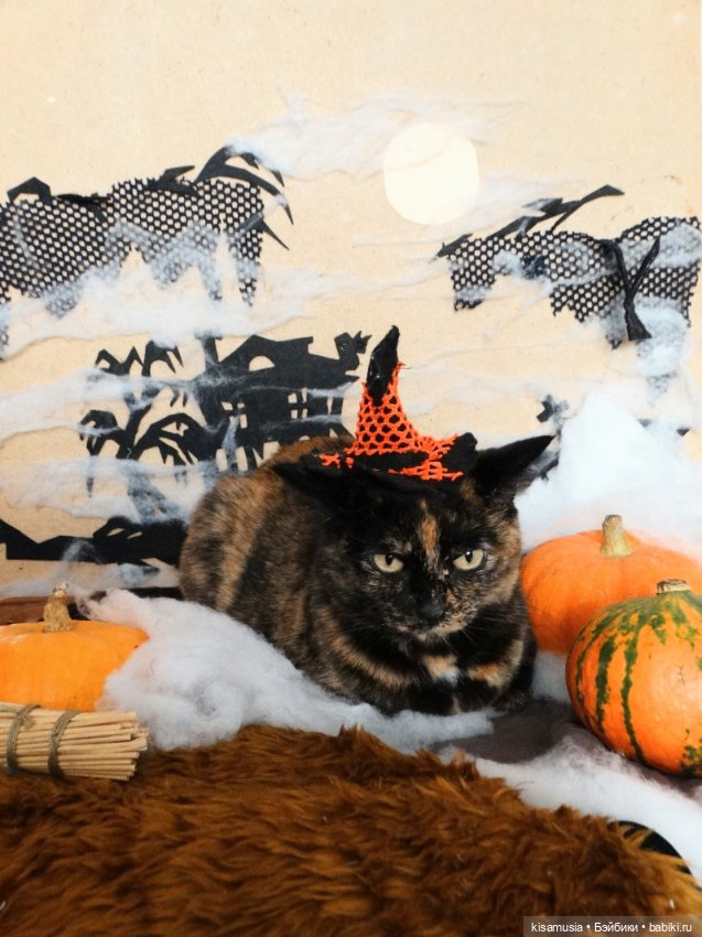 Наш котовый Хеллоуин — В мире животных: смешные фото питомцев и зверей