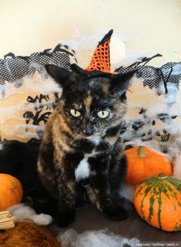 Наш котовый Хеллоуин — В мире животных: смешные фото питомцев и зверей (фото 6)