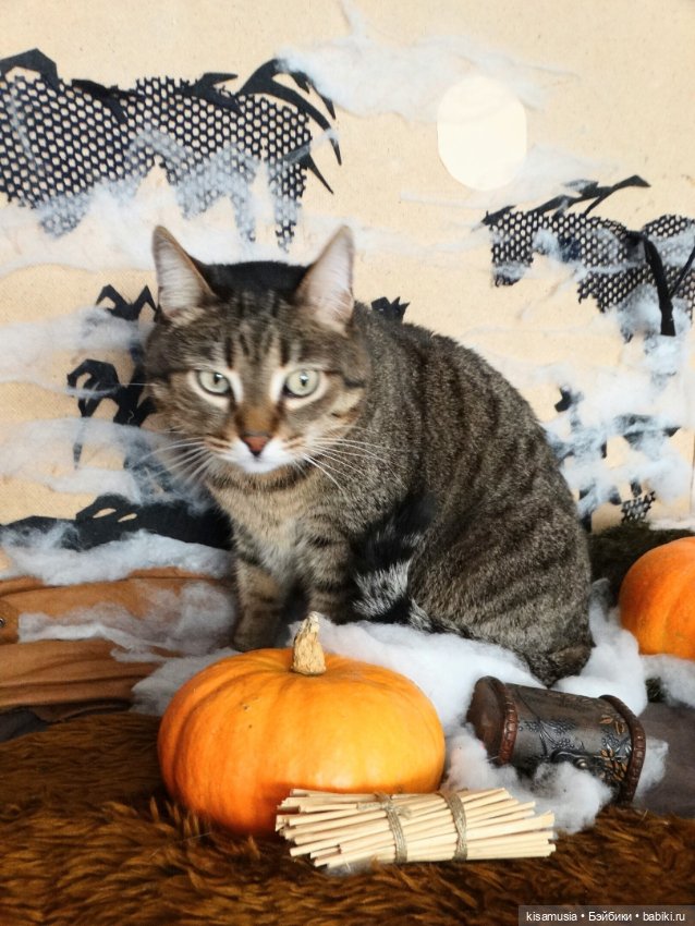 Наш котовый Хеллоуин — В мире животных: смешные фото питомцев и зверей