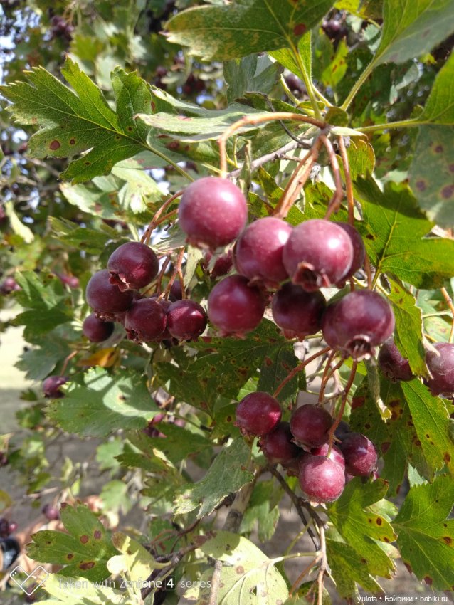 Осенние зарисовки — Куклы Irrealdoll (Ирреалдолл): BJD (БЖД)