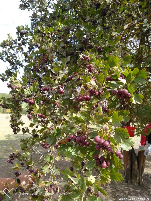 Осенние зарисовки — Куклы Irrealdoll (Ирреалдолл): BJD (БЖД) (фото 2)