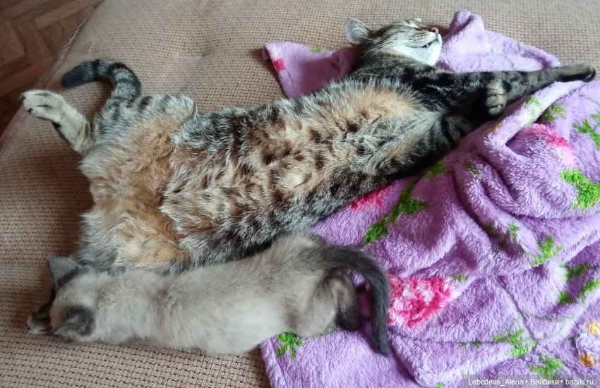 Масяня - котоистория, часть 2 (фото 7)