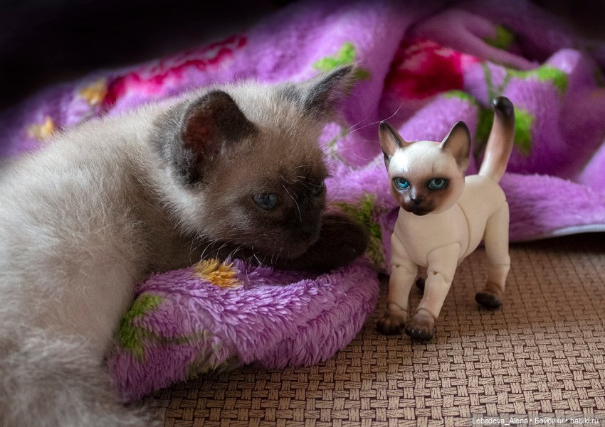 Масяня - котоистория, часть 2 (фото 4)