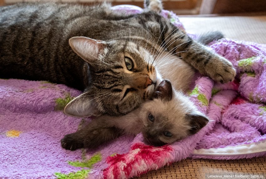 Масяня - котоистория, часть 2 (фото 3)