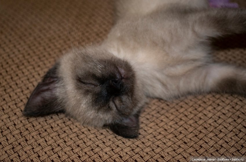 Масяня - котоистория, часть 2 (фото 6)