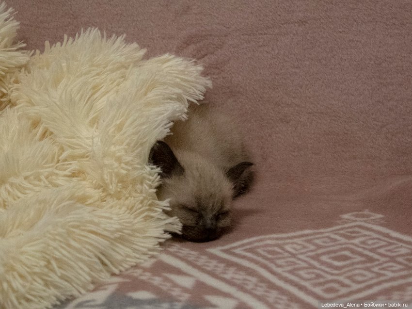 Масяня - котоистория, часть 2