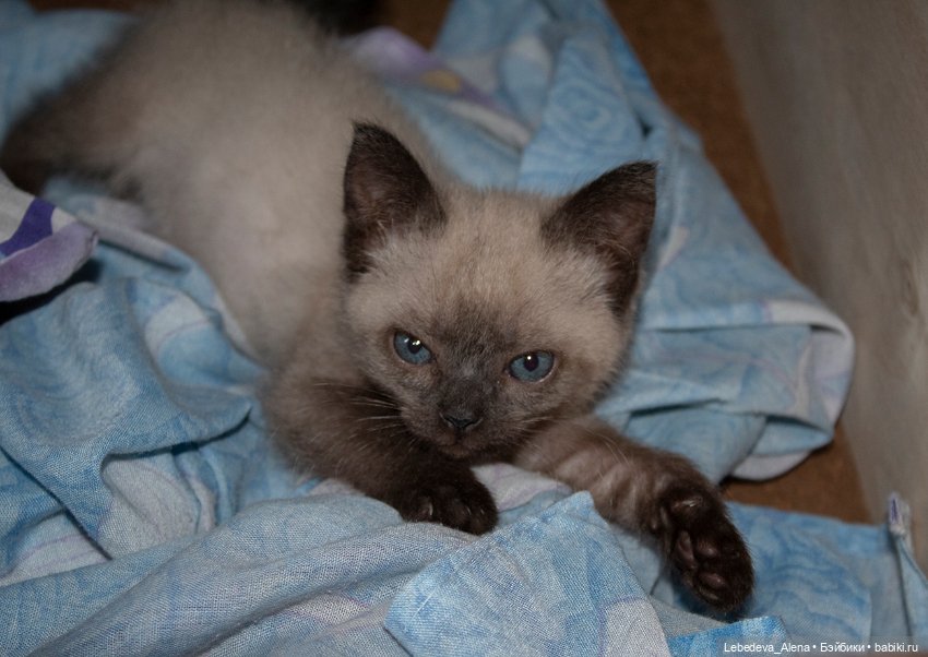 Масяня - котоистория, часть 2 (фото 5)