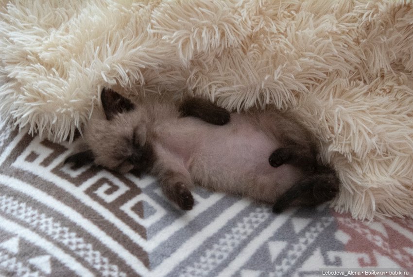 Масяня - котоистория, часть 2 (фото 2)