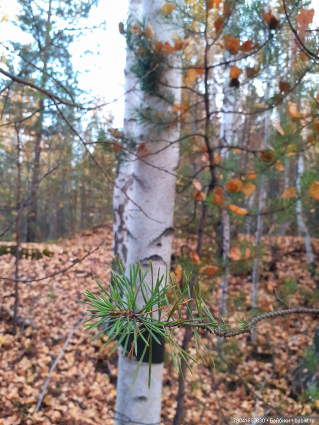 Яся в лесу — Куклы Baboliy (Баболи (фото 8)