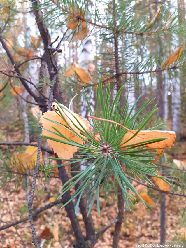 Яся в лесу — Куклы Baboliy (Баболи (фото 9)
