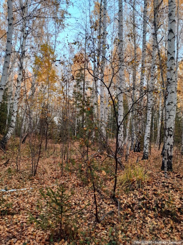 Яся в лесу — Куклы Baboliy (Баболи (фото 2)